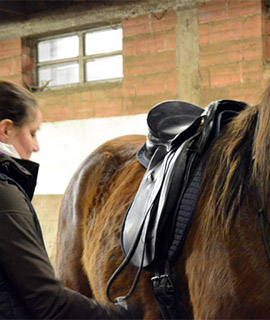 Tanja sattelt ein braunes Pferd